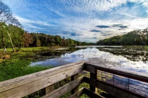 A fishing dock at Creekfield Lake inside Brazos Bend State Park near Houston. Texas could soon be home to more parks following approval from the Texas House of two bills that would create the Centennial Parks Conservation Fund. 

Richard McMillin/Getty Images/iStockphoto